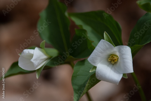 Trillium flower blossoms close up photo