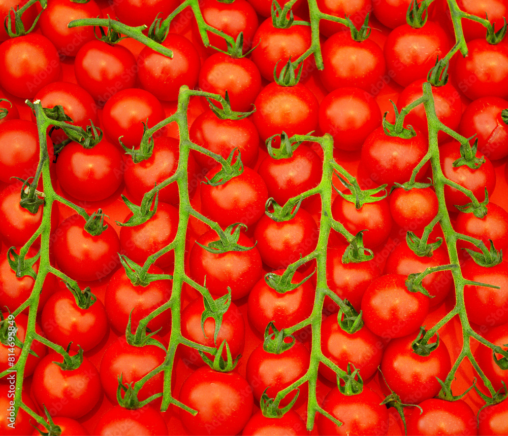 Gouldian Finch on the grass