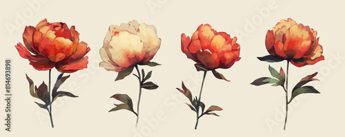 Wilted peony flowers on beige isolated background,. vector simple illustration