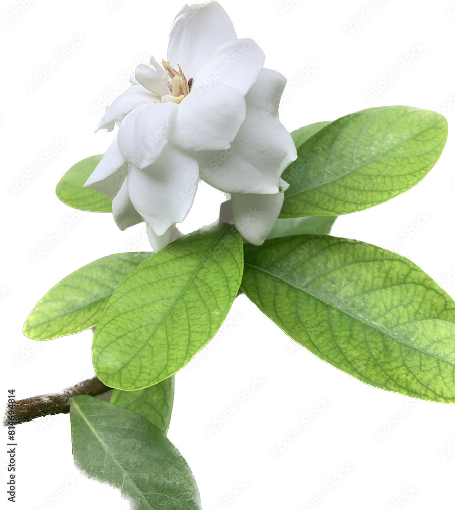Obraz premium white gardenia flower isolated on white background