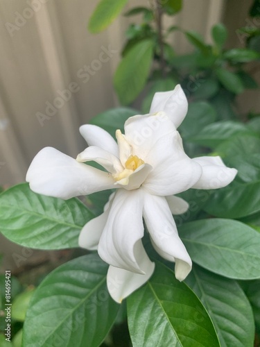 white gardenia flower in the garden