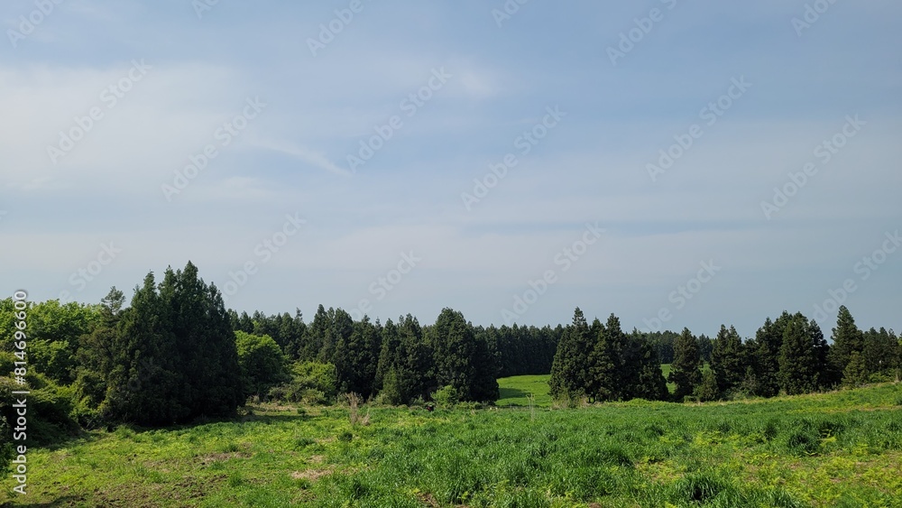 meadow, nature, outdoors, pasture, trees meadow, nature, outdoors, pasture, trees