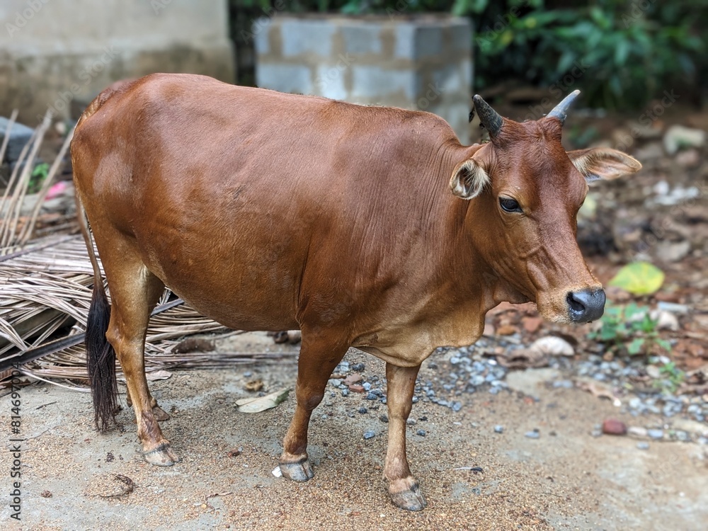 Rustic Charm: Cow Grazing on Farm Pasture Rustic Charm: Cow Grazing on Farm Pasture