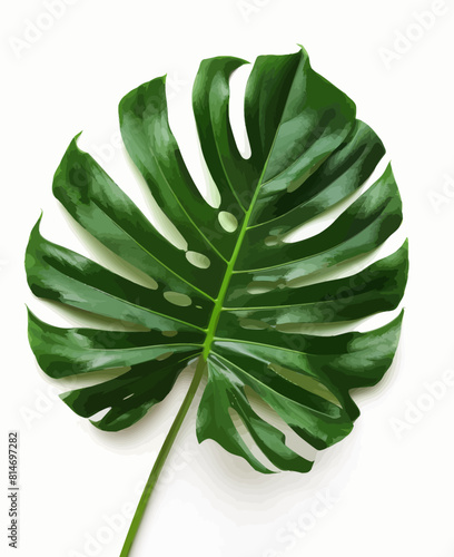 a large green leaf on a white background