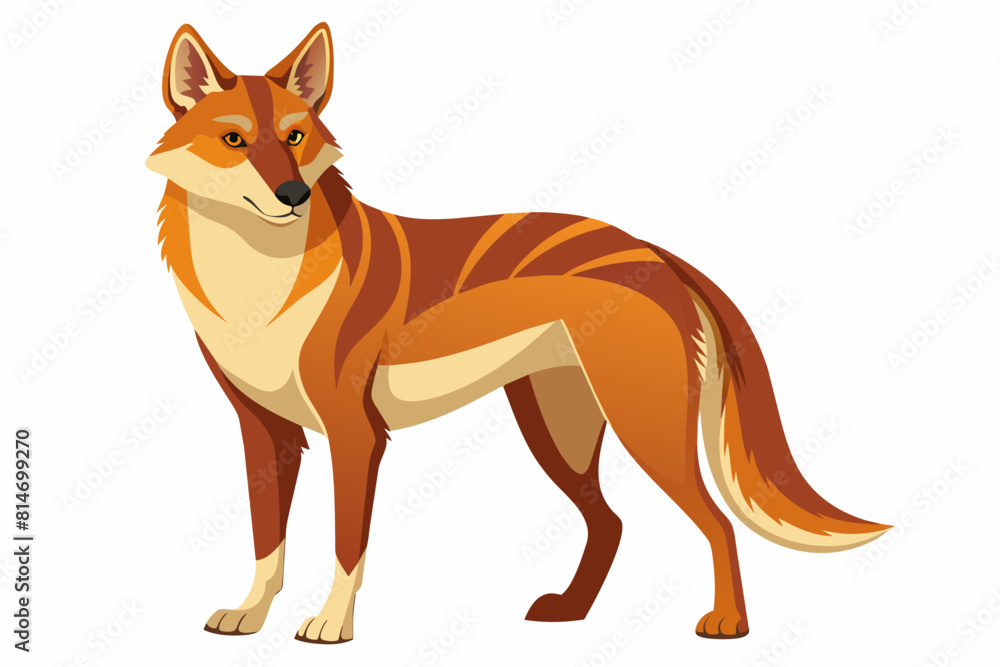 dingo cartoon vector illustration dingo cartoon vector illustration