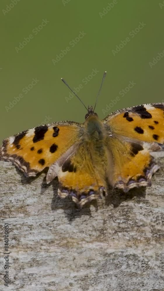 Large Tortoiseshell Butterfly Resting Large Tortoiseshell Butterfly Resting