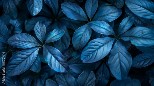 A closeup photograph of dark blue leaves with water droplets on them.