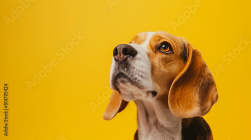 Minimal portrait beagle on a yellow background
