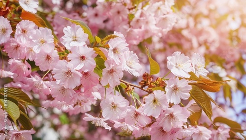 beautiful flowering japanese cherry sakura background with flowers on a spring day