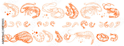 Hand drawn isolated vector set of shrimps and prawns. Shrimps and langoustines on a white background.. Seafood, food vintage illustration. Design template. 