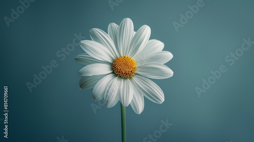 Minimalist Style Of Beautiful Flowers.