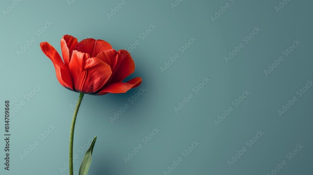 Minimalist Style Of Beautiful Flowers. Minimalist Style Of Beautiful Flowers.