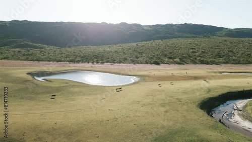 Cavalos andando com lago de fundo photo