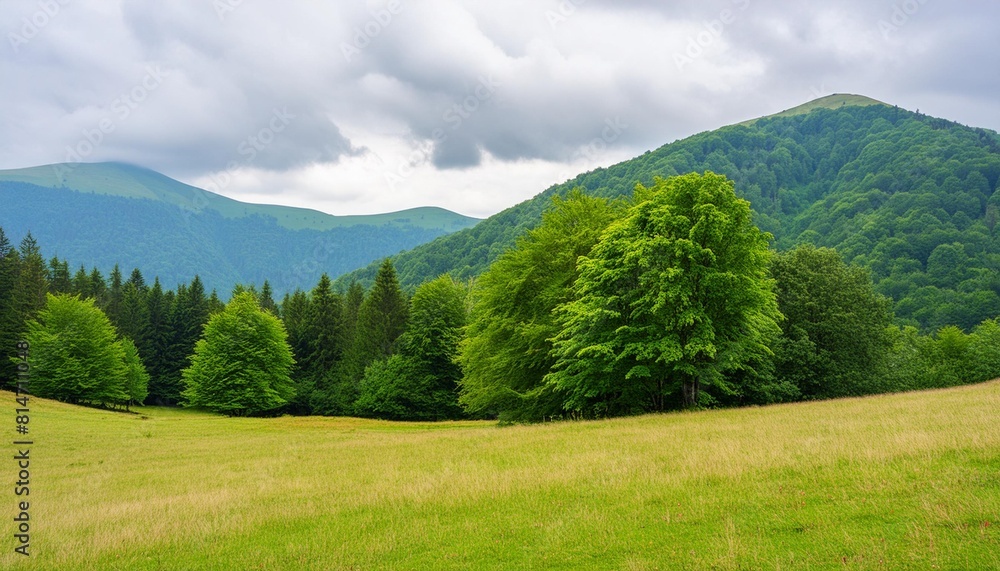 scenery with meadow and green trees in front of primeval beech forest beautiful landscape of carpathian mountains on an overcast day in summer