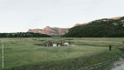 Paisagem cavalos pastando na natureza com montanhas ao fundo photo