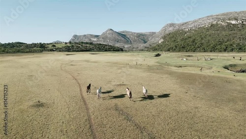 Imagem aérea cavalos selvagens correndo na natureza photo