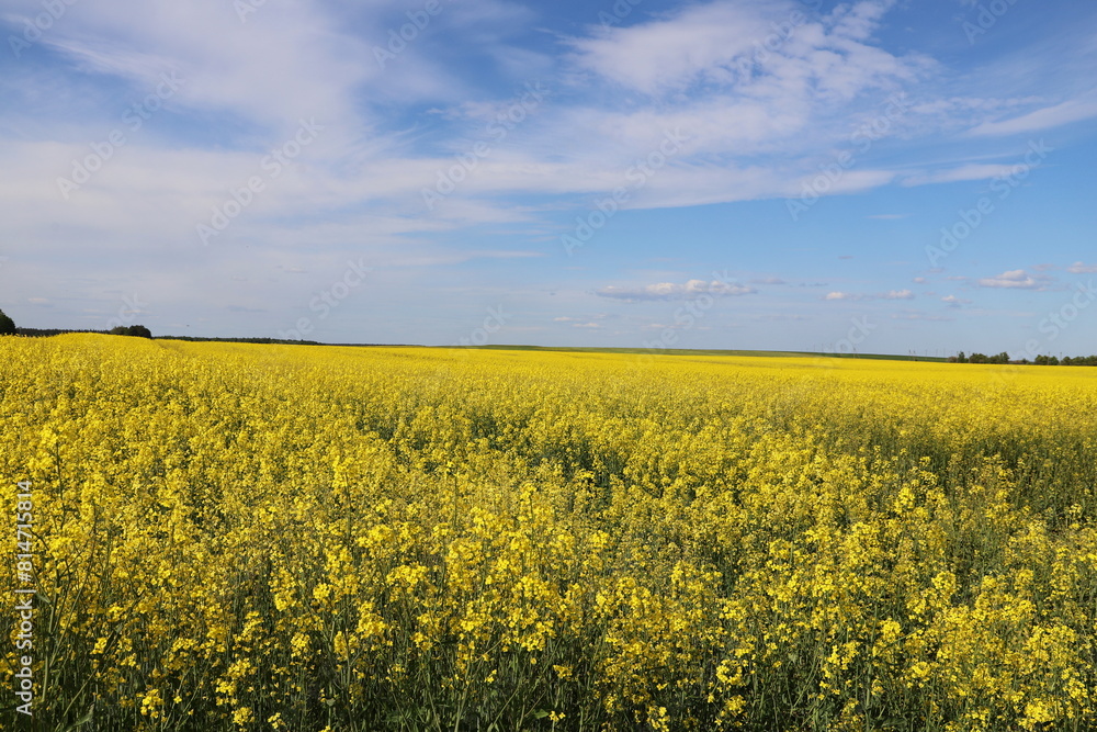rapeseed field in spring rapeseed field in spring