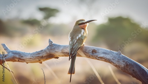 little bee eater merops pusillus sitting on a branch in kruger national park in south africa photo