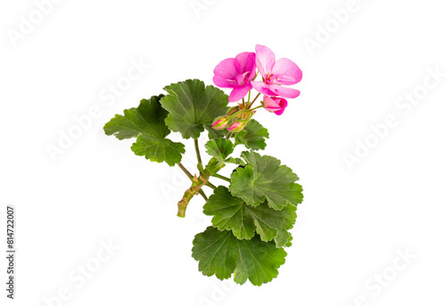 Geranium flowers and leaves isolated on white background. Pink pelargonium plants collection and banner.