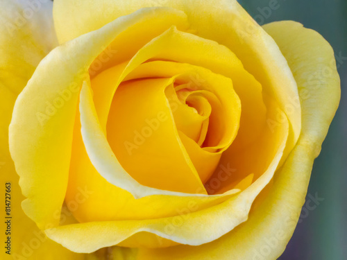 Close-up view of a rose bud with the blurred background.