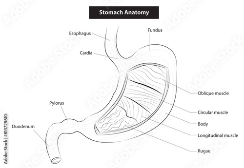 Anatomy of human stomach photo