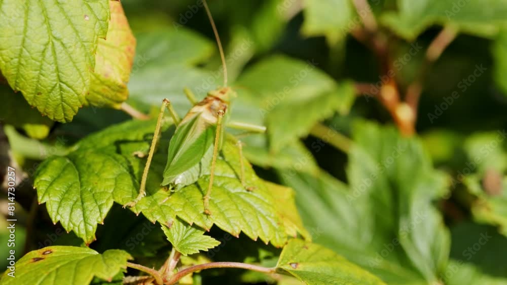 Grasshopper chirping on a sunny day on a currant bush slow motion photography Grasshopper chirping on a sunny day on a currant bush slow motion photography