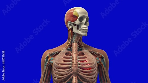  On a blue chroma key background, a bust of a human skeleton with a head is shown. Behind the ribcage, a beating heart is visible, demonstrating the cardiovascular system in action photo