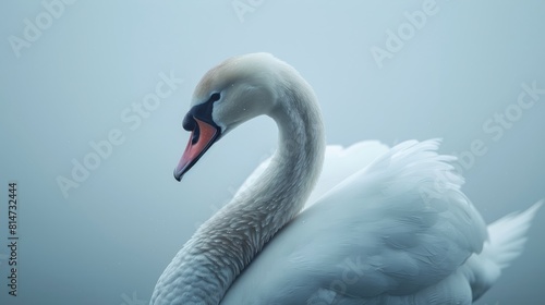 Fototapeta Naklejka Na Ścianę i Meble -  A graceful swan on a serene blue clean background