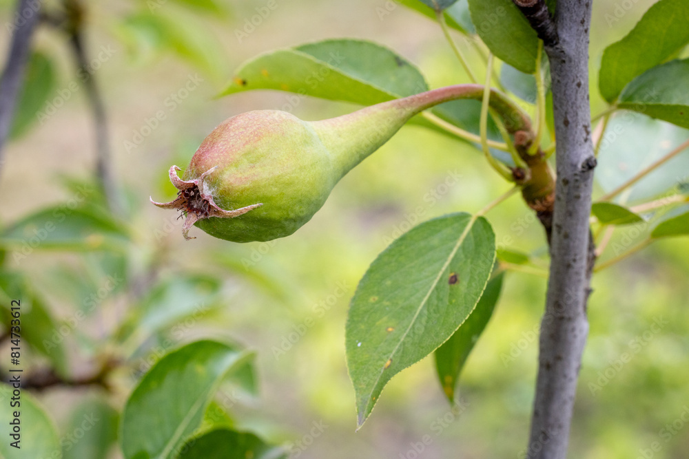 Green pear on the tree in summer day. Green pear on the tree in summer day.