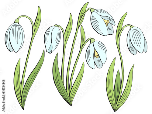 Snowdrop flower graphic color isolated sketch illustration vector 