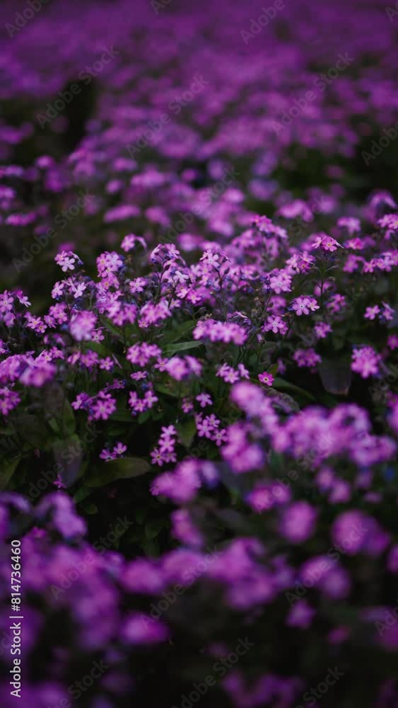Purple flowers, green leaves on the groundcover add color to landscape Purple flowers, green leaves on the groundcover add color to landscape