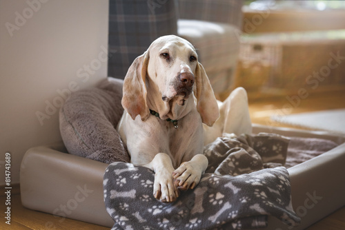 Porcelaine hound (chien de franche comte) at home in his dog bed photo