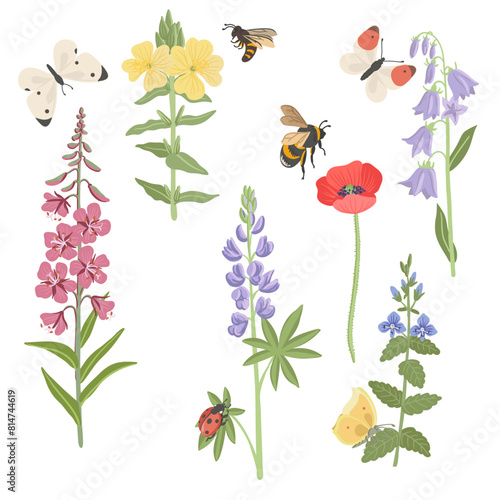 field flowers and insects, vector drawing flowering plants, butterflies,bee and ladybug at white background, floral elements, hand drawn botanical illustration