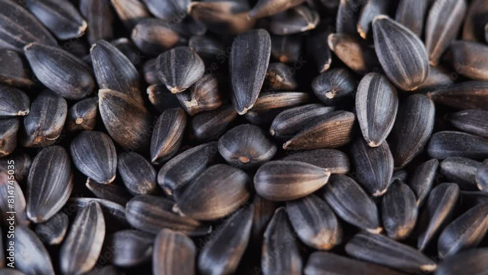 The sunflower seeds on a plate close-up. The sunflower seeds after harvest. Pile of Dried Sunflower Unpeeled Seeds, a Healthy Source of Vitamins in Vegan Food. The sunflower seeds on a plate close-up. The sunflower seeds after harvest. Pile of Dried Sunflower Unpeeled Seeds, a Healthy Source of Vitamins in Vegan Food.
