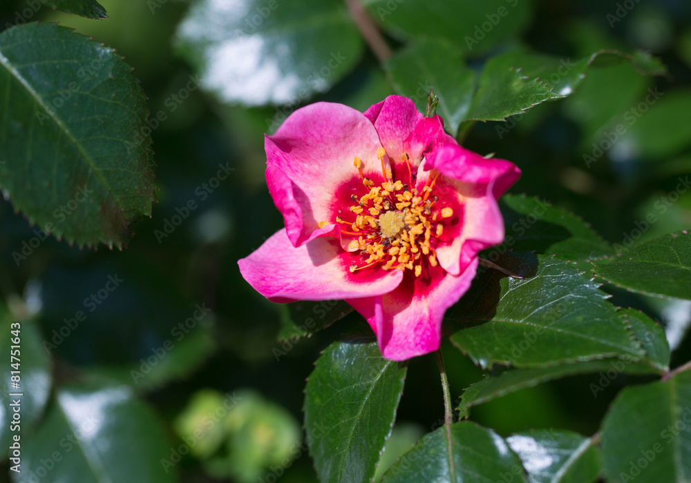 Small brightly coloured Red / pink rose in full bloom against healthy shiny green leaves Small brightly coloured Red / pink rose in full bloom against healthy shiny green leaves