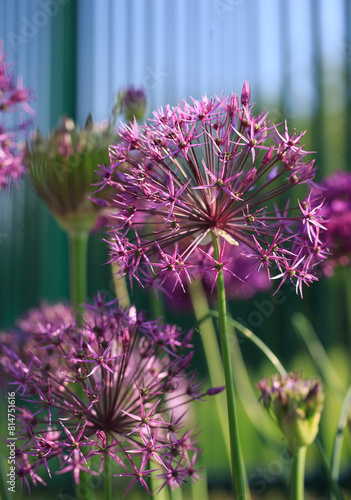 Large Purple Sensation Allium flower in full bloom with out of focus flowers in the background, these flowers are very attractive to bees and butterflies.