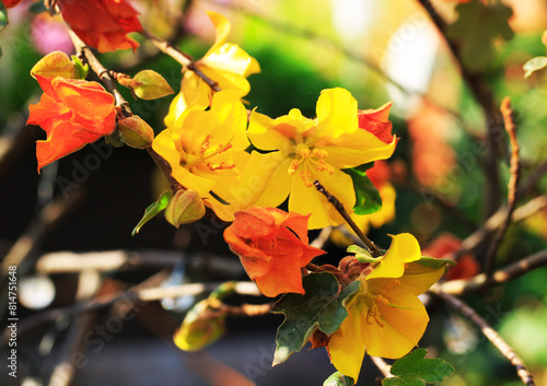 California Glory - Blanket Flower shrub in full bloom, with bright yellow flowers