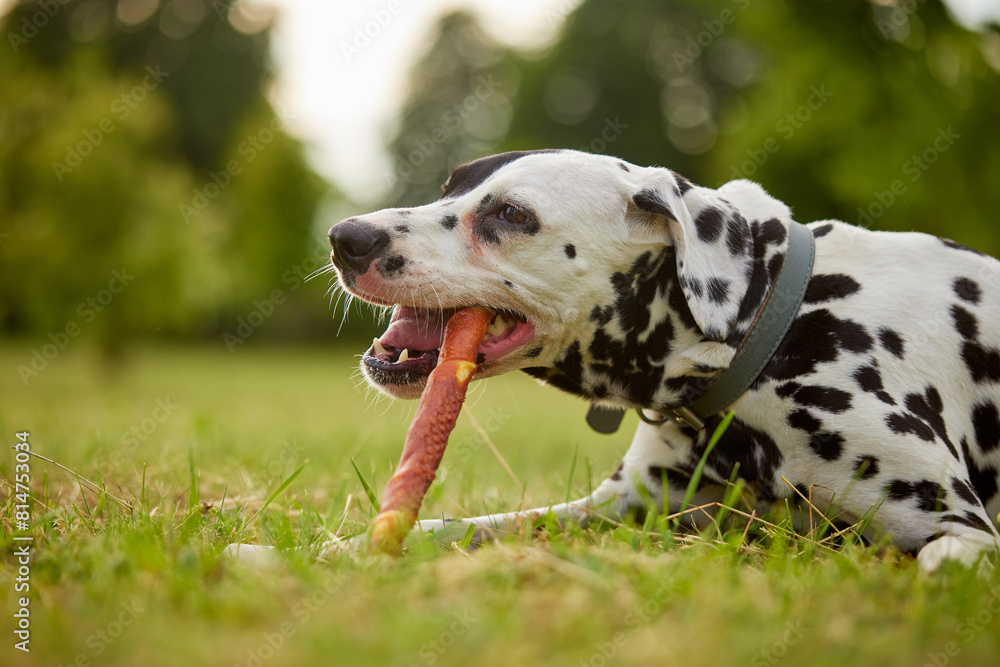 girl gives bone to dalmatian dog, dog food girl gives bone to dalmatian dog, dog food