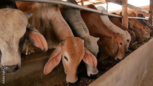 Happy group of cows in thailand rural field