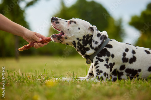 girl gives bone to dalmatian dog, dog food photo
