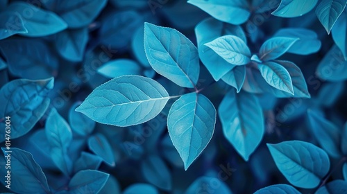 blue leaves on a plant, with the leaves overlapping each other.