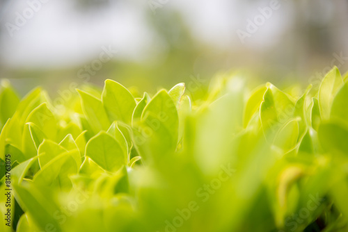 Close-up shot of green blurred treetops feel the nature warm and bright Use it as a background image to decorate.