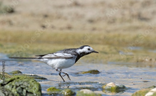 White wagtail (Motacilla alba), Greece