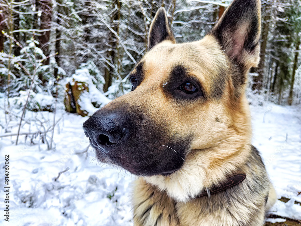 Fototapeta premium Dog German Shepherd in a winter day and white snow around. Waiting eastern European dog veo and white snow