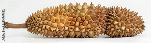 A whole durian against a white background, focusing on its unique spiky skin and strong presence photo