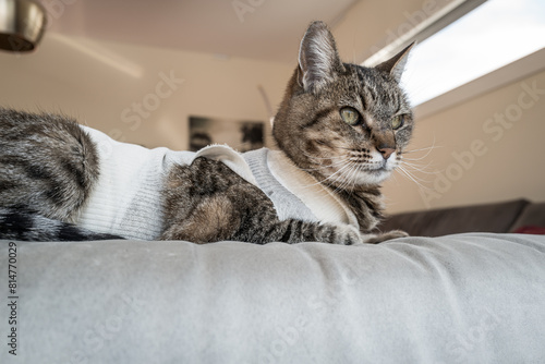 Fototapeta Chat convalescent