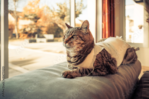 Fotografie Chat convalescent