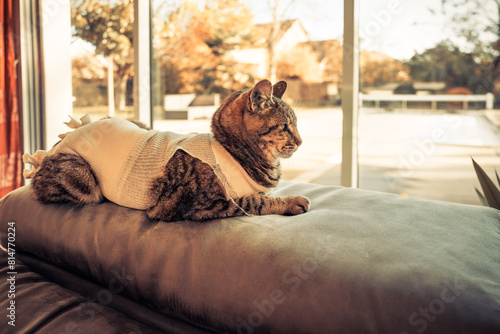 Fotografie Chat convalescent