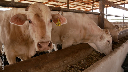 A cow eats food, looks curiously at the camera, what is it doing