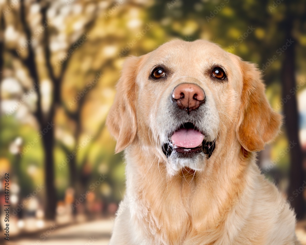 Happy cute domestic dog posing in park
